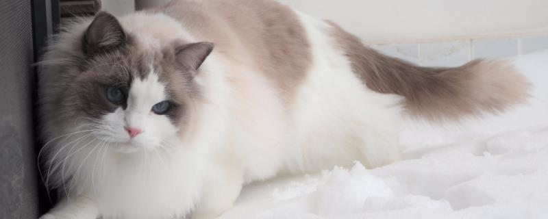 布偶猫常见的遗传病有哪些，易发肥厚性心脏病和多囊性肾病