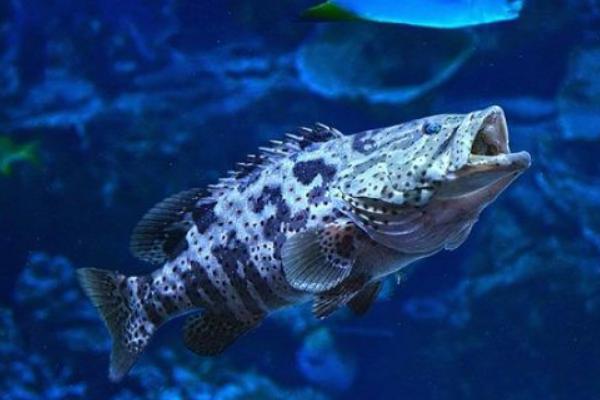 石斑鱼吃什么食物，主要以各种高蛋白质含量的肉类为食