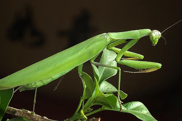 螳螂属于害虫还是益虫，属于农业益虫、可捕食多种害虫