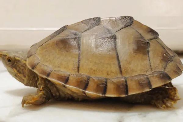 乌龟有几条腿，一般都有四条腿