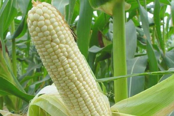 济农372玉米品种的特性，夏播生育期104天