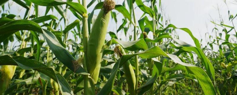 齐糯4号玉米种子介绍，适宜密度为每亩4000株左右
