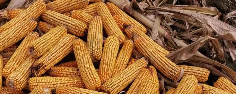 农大187玉米种子简介，适宜密度为每亩4500株左右