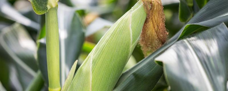 齐糯3号玉米种简介，适宜密度为每亩4000株左右