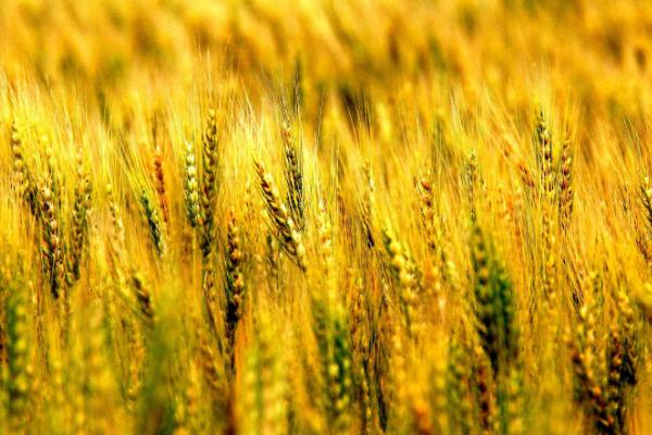 邦泰紫麦1号小麦品种简介，注意防治白粉病和纹枯病