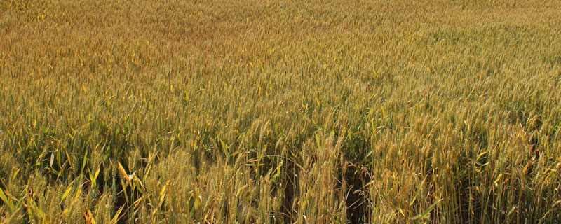 济儒麦22小麦品种简介，适宜播期10月5～20日