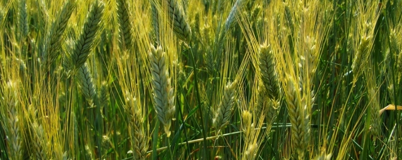 烟农199小麦种子简介，每亩基本苗15～18万