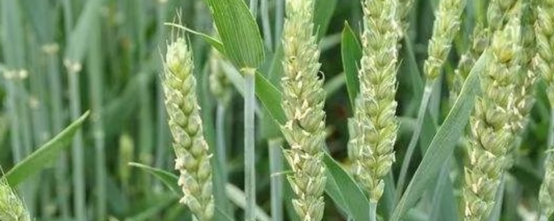烟农31小麦品种的特性，中抗白粉病