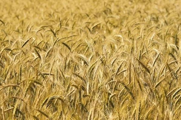 邦泰紫麦1号小麦品种简介，注意防治白粉病和纹枯病