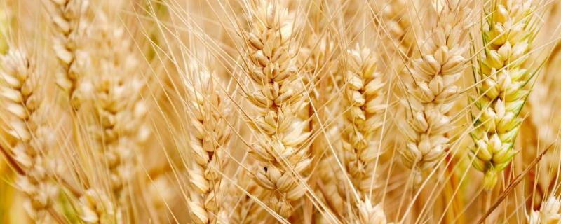 山农56小麦种子特征特性，适宜播期10月5～20日