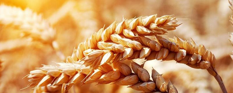 精华麦103小麦种子介绍，每亩基本苗15～18万