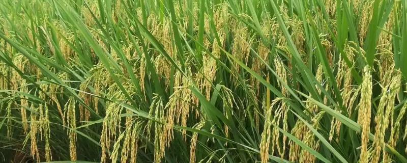 瑞诚058水稻品种的特性，适宜密度每亩22000穴左右