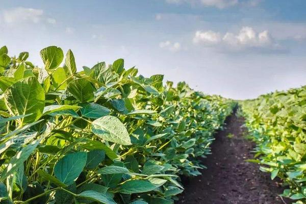 菏豆41大豆种简介，适宜播期为6月10～25日