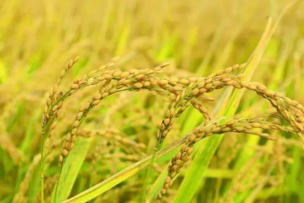 通福588水稻品种的特性，每亩有效穗数19.1万