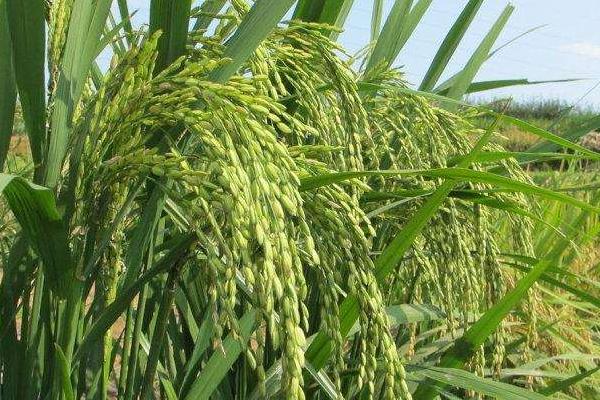 庆林997水稻种子特点，4月中旬播种