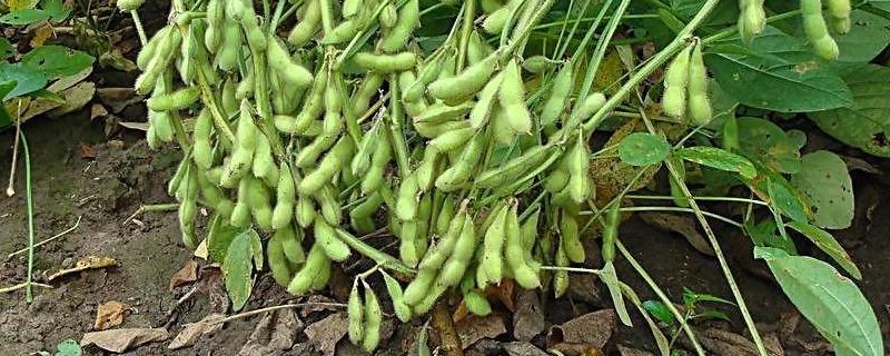 九鲜食豆1号大豆种子特点，一般4月末至5月初播种