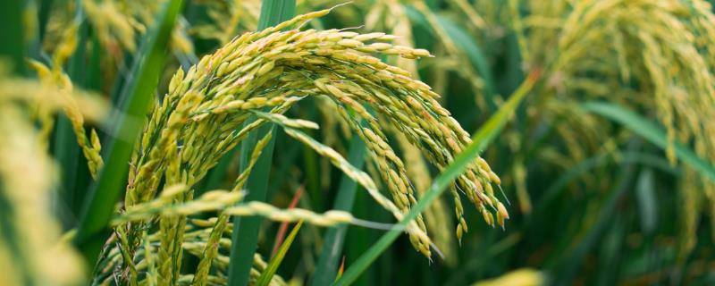 通系959水稻种子特点，7月上中旬注意防治二化螟