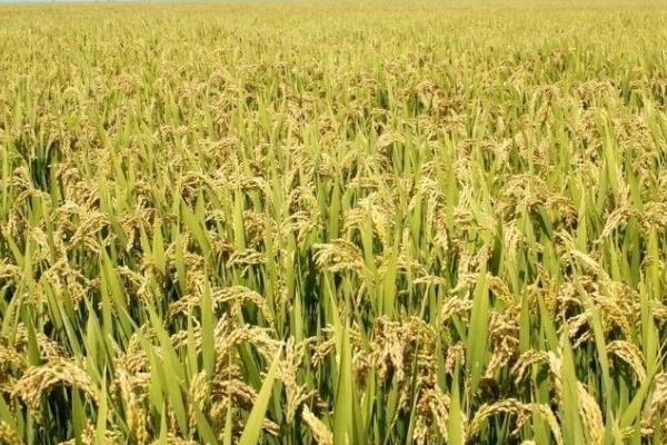 通福588水稻品种的特性，每亩有效穗数19.1万