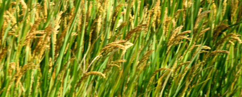 丰腴8号水稻种简介，每亩有效穗数24.3万