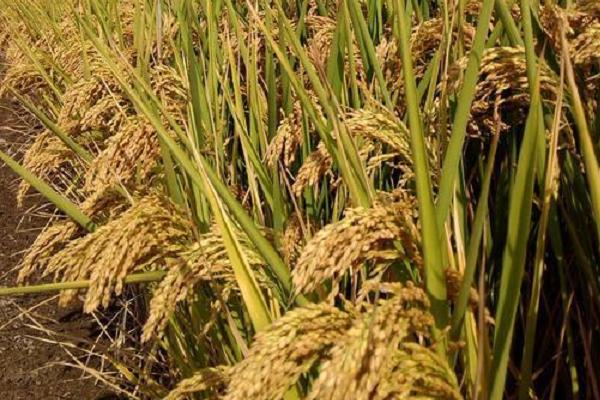 庆林997水稻种子特点，4月中旬播种