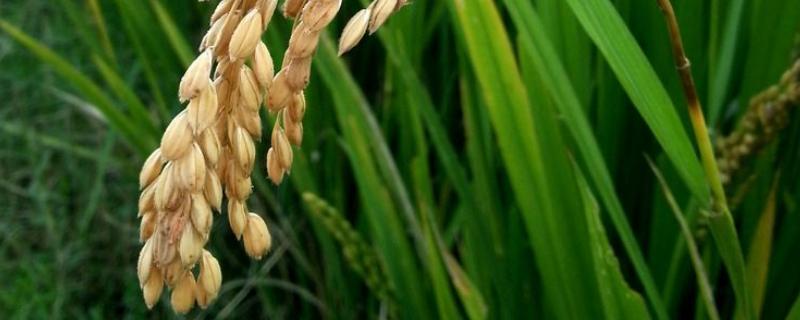 松泽粘378水稻品种简介，生育期141天