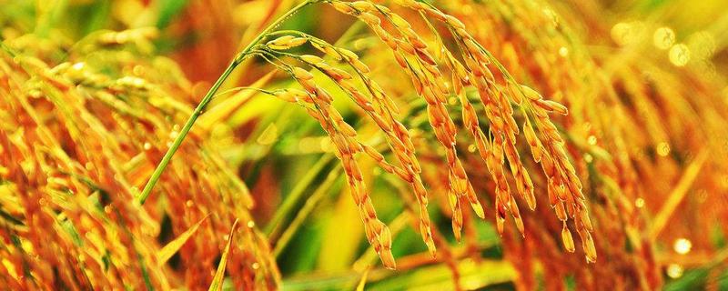 吉粳558水稻种子特点，叶瘟表现中抗