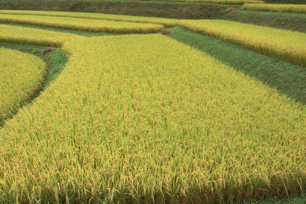 通禾865水稻种简介，中晚熟品种