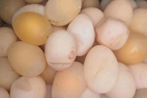 如何防止鸡生软壳蛋，日常要注意喂食含钙磷较多的粮食作物