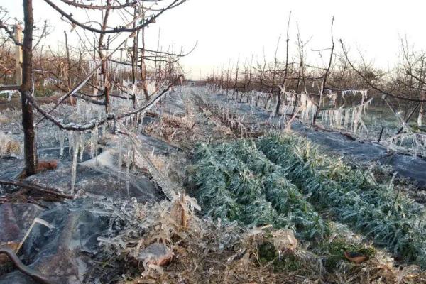 冬季果树哪些部位易受冻害，树枝和树根都容易发生冻害