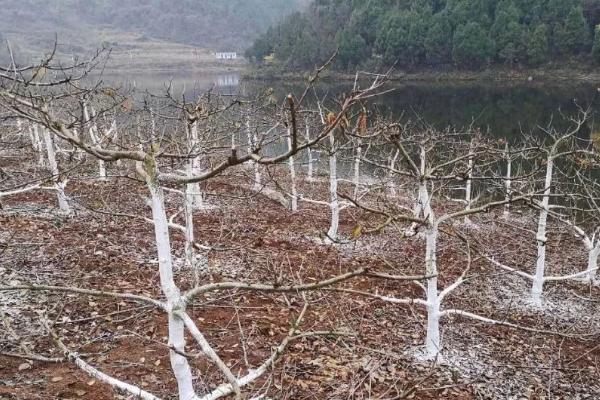 冬季果树哪些部位易受冻害，树枝和树根都容易发生冻害