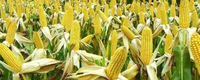 斯达甜237玉米种子介绍，该品种株型平展