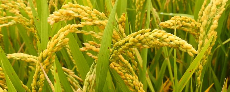 K两优369水稻种子特点，每亩秧田播种量10千克