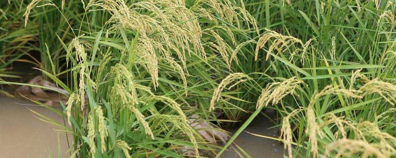 桂丰黑糯168水稻种子特点，该组合属大穗中粒型品种