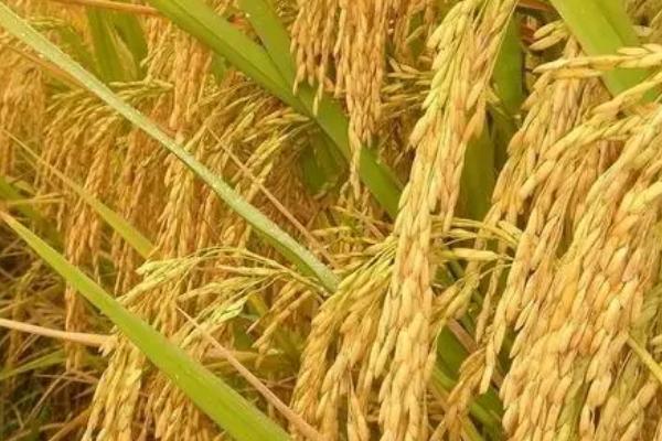 K两优369水稻种子特点，每亩秧田播种量10千克