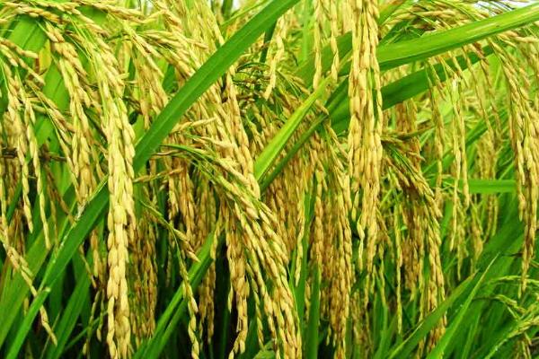 珀优570水稻种子简介，弱感光籼型三系杂交水稻品种