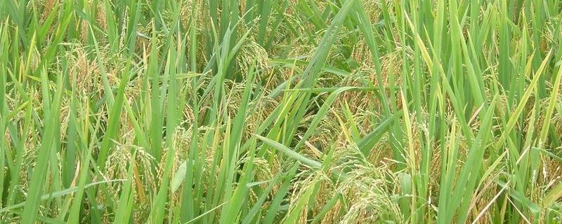 泰丰优818水稻品种的特性，籼型三系杂交水稻品种