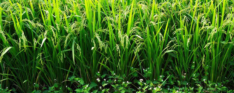 良农香1号水稻种子特征特性，每亩抛(插)2万穴