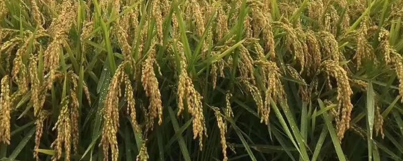 广粮香丝水稻种子特点，全生育期130.8天
