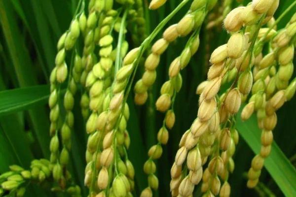 仙优香占水稻种子特征特性，全生育期138.0天