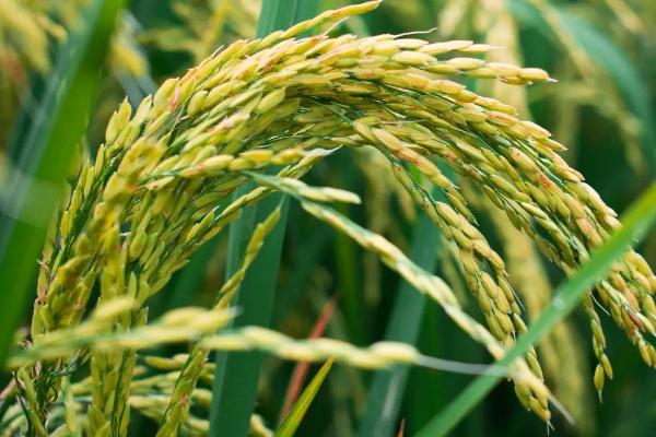 贝两优6697水稻种子简介，感温籼型两系杂交水稻品种