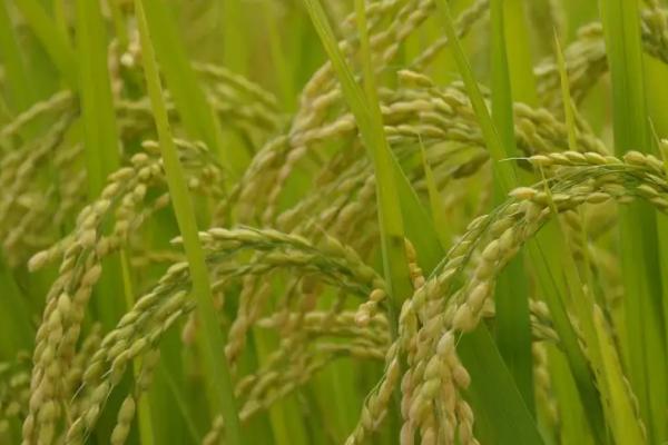 国良优金丝水稻种子特征特性，每亩有效穗数18.5万