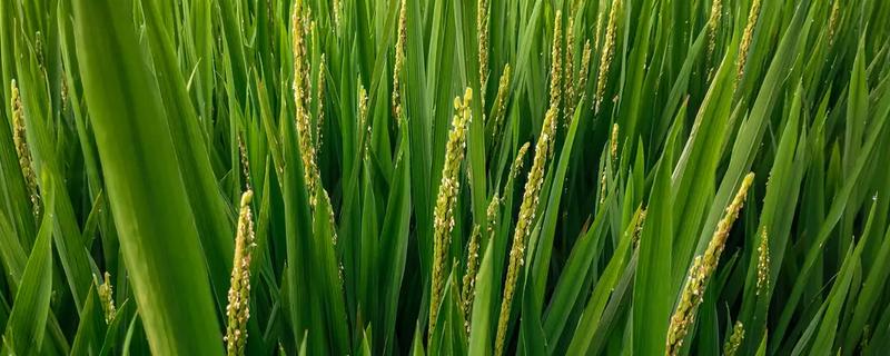 广丝香优3216水稻种子特征特性，每亩有效穗数18.4万