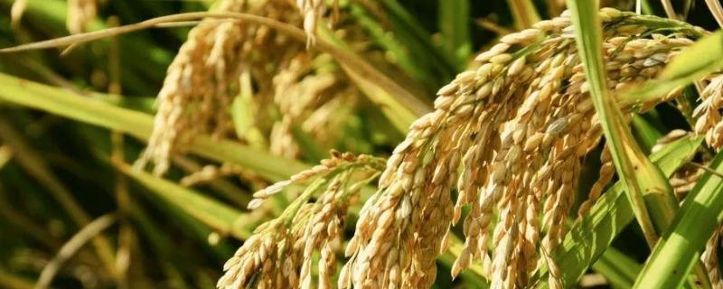 恒丰优1899水稻种简介，每亩有效穗数18.5万