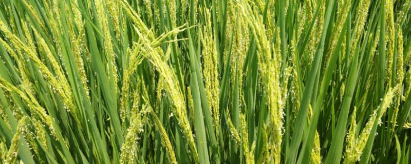 沉香优郁香水稻种简介，每亩有效穗数18.3万