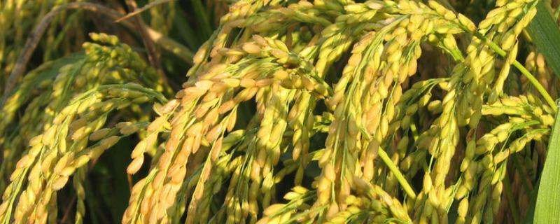 穗香优香丝水稻品种简介，每亩有效穗数19.2万