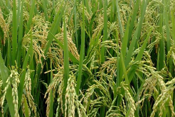 穗香优666水稻品种的特性，该品种属中长粒型品种