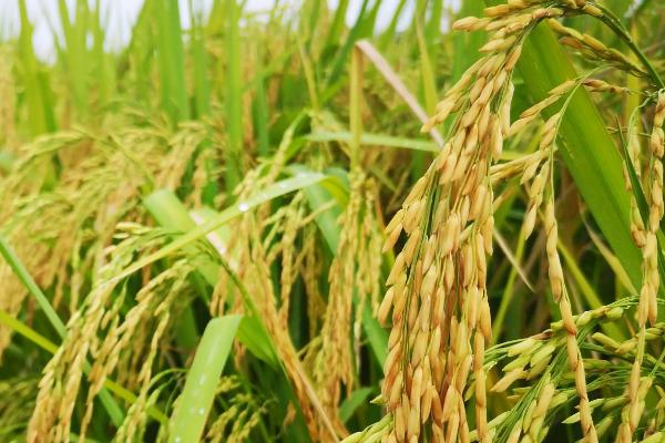 中兴优1006水稻种子简介，全生育期124.4天