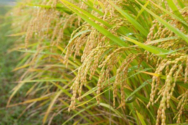 富香优168水稻种子特点，全生育期晚稻108.4天