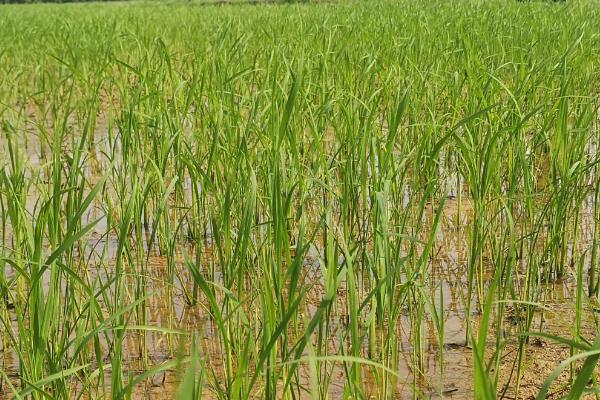 桂乡优520水稻种子特征特性，全生育期早稻123.9天