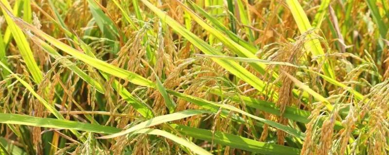 旺乡优298水稻种子简介，全生育期早稻120.0天
